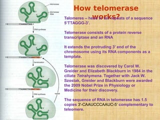 How telomerase
works?
Telomeres – head to tail repeats of a sequence
5’TTAGGG-3’.
Telomerase consists of a protein reverse
transcriptase and an RNA
It extends the protruding 3’ end of the
chromosome using its RNA components as a
template.
Telomerase was discovered by Carol W.
Greider and Elizabeth Blackburn in 1984 in the
ciliate Tetrahymena. Together with Jack W.
Szostak, Greider and Blackburn were awarded
the 2009 Nobel Prize in Physiology or
Medicine for their discovery.
The sequence of RNA in telomerase has 1.5
copies 3'-CAAUCCCAAUC-5‘ complementary to
teleomere.
 