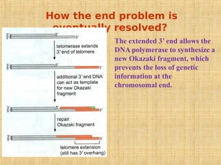 How the end problem is
eventually resolved?
The extended 3’ end allows the
DNA polymerase to synthesize a
new Okazaki fragment, which
prevents the loss of genetic
information at the
chromosomal end.
 