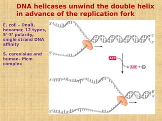 DNA helicases unwind the double helix
in advance of the replication fork
E. coli – DnaB,
hexamer, 12 types,
5’-3’ polarity,
single strand DNA
affinity
S. cerevisiae and
human– Mcm
complex
 