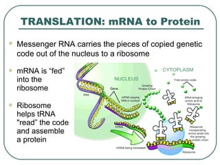 Protein Read DNA Replication | PPT
