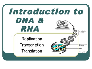 Introduction to
 DNA &
  RNA
   Replication
  Transcription
   Translation
 