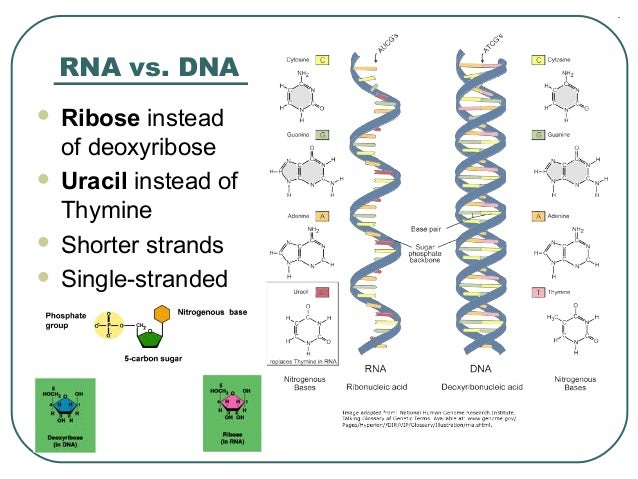 Dna structure and replication review worksheet