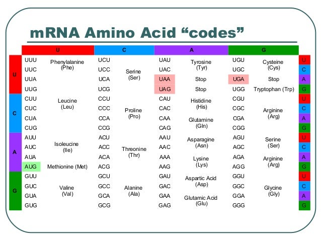 amino acid sequence chart mrna amino acid sequence chart mrna