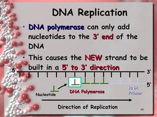 Dna replication with turning point | PPT