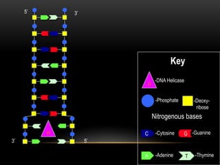 5’

3’

Key
H

-DNA Helicase
-Phosphate

-Deoxyribose

Nitrogenous bases
C

H
3’

-Cytosine

G -Guanine

A

-Adenine

T

5’
-Thymine

 