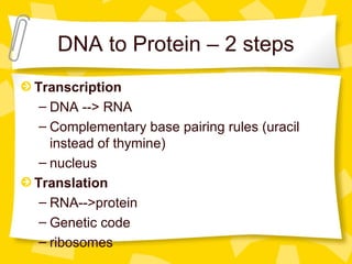 DNA to Protein – 2 steps
Transcription
– DNA --> RNA
– Complementary base pairing rules (uracil
instead of thymine)
– nucleus
Translation
– RNA-->protein
– Genetic code
– ribosomes
 
