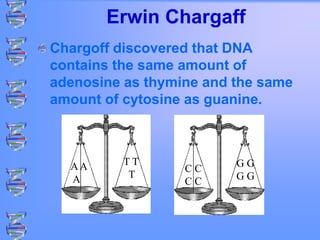 Erwin Chargaff
Chargoff discovered that DNA
contains the same amount of
adenosine as thymine and the same
amount of cytosine as guanine.
AA
A
T T
T
C C
C C
G G
G G
 