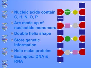 Nucleic acids contain
C, H, N, O, P
Are made up of
nucleotide monomers
Double helix shape
Store genetic
information
Help make proteins
Examples: DNA &
RNA
sugar
phosphate
nitrogen
base
 