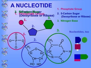A NUCLEOTIDE
H
H2
H H
H3
H
H
H
H
H
O
O
O
C C
C
N
N
P
O
O
O
C
C
C C
C
O
O
O
C
C
1.
2.
3.
1.
2.
3.
1. Phosphate Group
2. 5-Carbon Sugar
(Dexoyribose or Ribose)
3. Nitrogen Base
1. Phosphate Group
2. 5-Carbon Sugar
(Dexoyribose or Ribose)
3. Nitrogen Base
Nucleotides, too
 