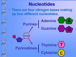 Nucleotides
There are four nitrogen bases making
up four different nucleotides.
Adenine
Guanine
Thymine
Cytosine
Pyrimidines
Purines
A
C
G
T
N base
 