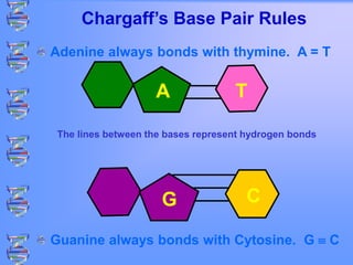 Chargaff’s Base Pair Rules
Adenine always bonds with thymine. A = T
Guanine always bonds with Cytosine. G  C
The lines between the bases represent hydrogen bonds
A
C
G
T
 