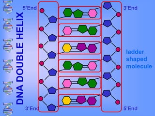 3’End
3’End 5’End
5’End
DNA
DOUBLE
HELIX
ladder
shaped
molecule
 