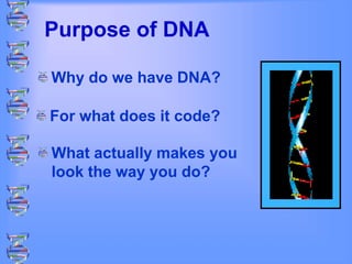 Purpose of DNA
Why do we have DNA?
For what does it code?
What actually makes you
look the way you do?
 