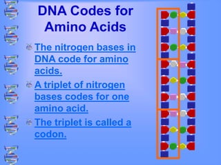DNA Codes for
Amino Acids
The nitrogen bases in
DNA code for amino
acids.
A triplet of nitrogen
bases codes for one
amino acid.
The triplet is called a
codon.
 