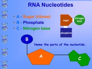 A
B
C
RNA Nucleotides
A - Sugar (ribose)
B - Phosphate
C - Nitrogen base
sugar
phosphate
nitrogen
base
Name the parts of the nucleotide.
 