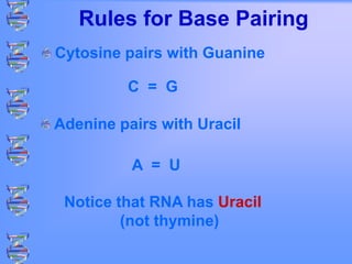 Rules for Base Pairing
Cytosine pairs with Guanine
Adenine pairs with Uracil
Notice that RNA has Uracil
(not thymine)
A = U
C = G
 
