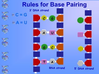 Rules for Base Pairing
C = G
A = U
3’ DNA strand
5’ DNA strand
RNA strand
C
A
T
G
G
U
C
A
 