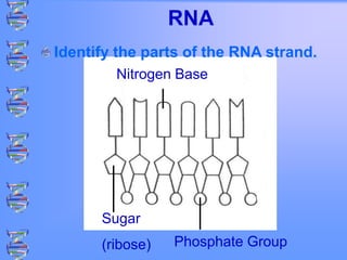 Phosphate Group
Nitrogen Base
Sugar
(ribose)
RNA
Identify the parts of the RNA strand.
 