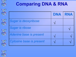 DNA RNA
Sugar is deoxyribose
Sugar is ribose
Adenine base is present
Cytosine base is present
√
√
√ √
√ √
Comparing DNA & RNA
 