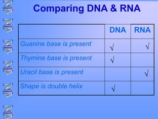 DNA RNA
Guanine base is present
Thymine base is present
Uracil base is present
Shape is double helix
√ √
√
√
√
Comparing DNA & RNA
 