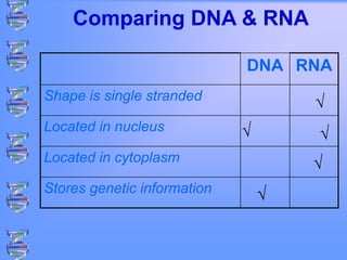 DNA RNA
Shape is single stranded
Located in nucleus
Located in cytoplasm
Stores genetic information
√
√ √
√
√
Comparing DNA & RNA
 