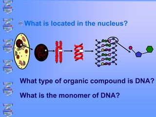 What is located in the nucleus?
What type of organic compound is DNA?
What is the monomer of DNA?
 