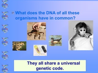What does the DNA of all these
organisms have in common?
They all share a universal
genetic code.
 