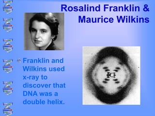 Rosalind Franklin &
Maurice Wilkins
Franklin and
Wilkins used
x-ray to
discover that
DNA was a
double helix.
 