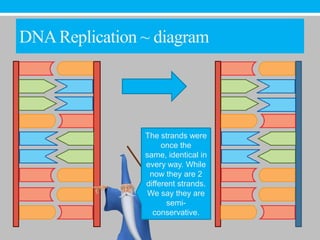 DNA Replication ~ diagram




                The strands were
                     once the
                same, identical in
                every way. While
                 now they are 2
                different strands.
                 We say they are
                       semi-
                  conservative.
 