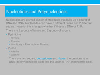 Nucleotides and Polynucleotides
Nucleotides are a small cluster of molecules that build up a strand of
DNA and RNA. Nucleotides can have 5 different bases and 2 different
sugars, however this changes whether if they are DNA or RNA.
There are 2 groups of bases and 2 groups of sugars.
• Pyrimidine
  • Thymine
  • Cytosine
  • Uracil (only in RNA, replaces Thymine)

• Purine
  • Adenine
  • Guanine

  There are two sugars, deoxyribose and ribose, the previous is in
  DNA (deoxyribonucleic acid) and the latter in RNA (ribonucleic acid).
 