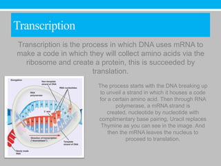 Transcription
Transcription is the process in which DNA uses mRNA to
make a code in which they will collect amino acids via the
  ribosome and create a protein, this is succeeded by
                        translation.
                         The process starts with the DNA breaking up
                          to unveil a strand in which it houses a code
                         for a certain amino acid. Then through RNA
                                polymerase, a mRNA strand is
                             created, nucleotide by nucleotide with
                         complimentary base pairing, Uracil replaces
                          Thymine as you can see in the image. And
                             then the mRNA leaves the nucleus to
                                     proceed to translation.
 