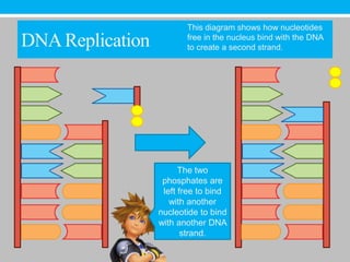This diagram shows how nucleotides
DNA Replication          free in the nucleus bind with the DNA
                         to create a second strand.




                        The two
                   phosphates are
                   left free to bind
                     with another
                  nucleotide to bind
                  with another DNA
                         strand.
 