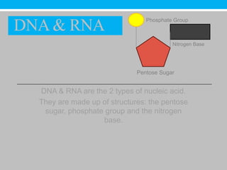 Phosphate Group
DNA & RNA
                                          Nitrogen Base




                              Pentose Sugar


  DNA & RNA are the 2 types of nucleic acid.
  They are made up of structures: the pentose
   sugar, phosphate group and the nitrogen
                   base.
 