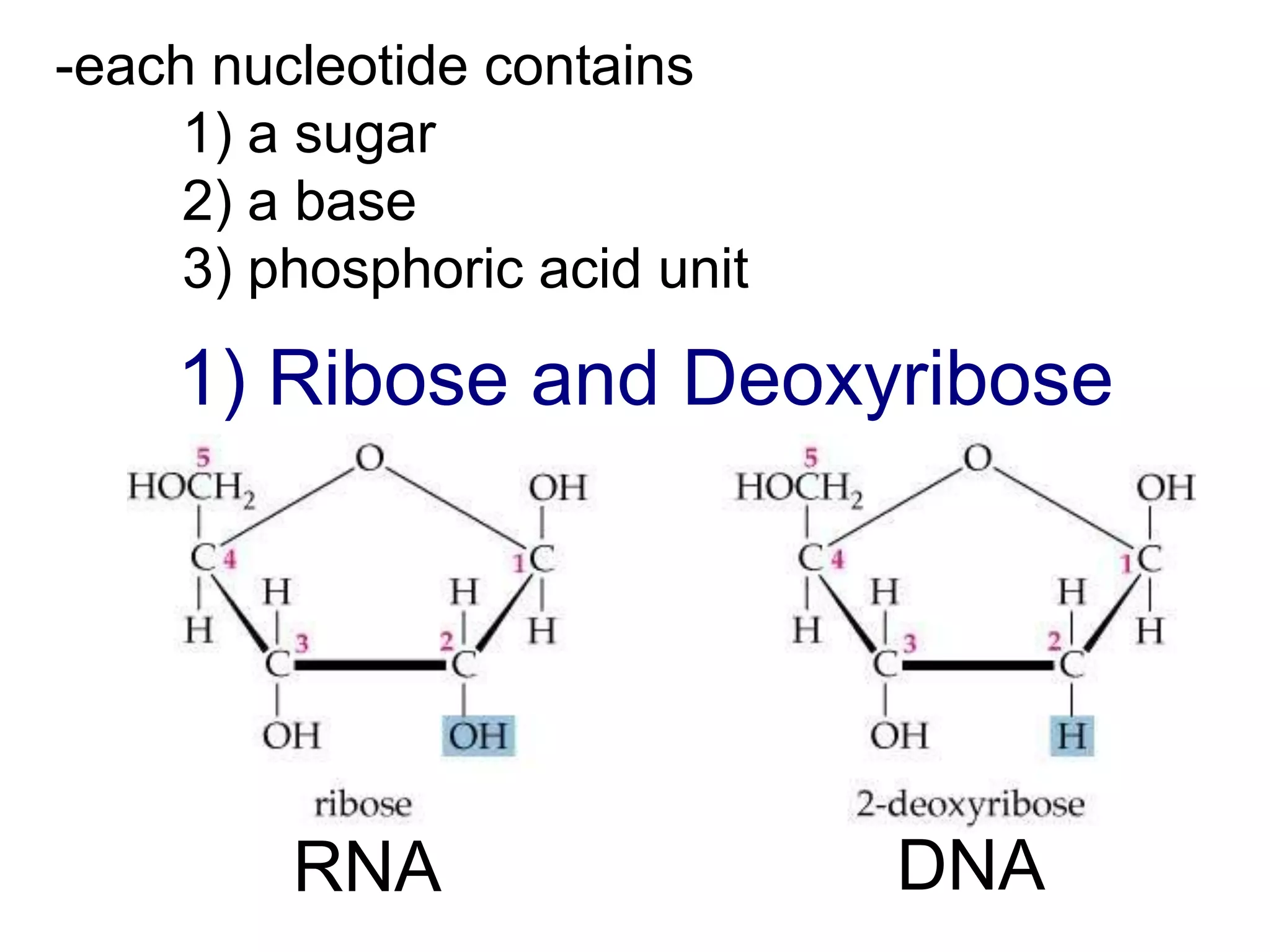 Dna Ribose DNA & RNA | PPT
