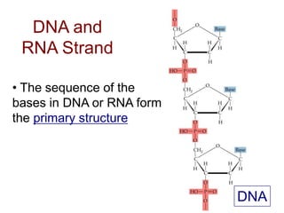 DNA & RNA | PPT
