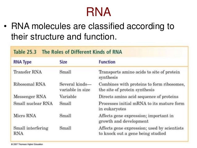 Types Of Rna Chart