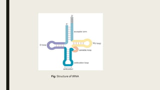 Fig: Structure of tRNA
 