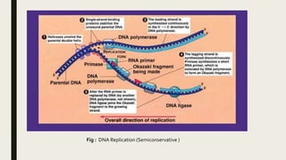 Fig : DNA Replication (Semiconservative )
 