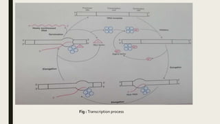 Fig : Transcription process
 