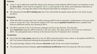 Initiation
■ At the 5’ cap of mRNA the small 40s subunit of the ribosome (with methionyl-tRNA) binds. For translation to start
the start codon 5’AUG must be recognised. This is a codon specific to the amino acid methionine (anticodon on
tRNA=5’CAU). The large 60s subunit of the ribosome then binds for elongation to occur.
■ The ribosome has two tRNA binding sites; the P site which holds the peptide chain and the A site which accepts
the tRNA.
Elongation
■ While Met-tRNA occupies the P site, another aminoacyl-tRNA with an anticodon complementary to the next codon
comes to occupy the A site. This process requires GTP. The enzyme peptidyl-transferase forms a peptide bond
between methionine and the next aminoacyl-tRNA.
■ The tRNA molecule in the P site becomes uncharged and leaves the ribosome. The ribosome
then translocates along the mRNA molecule to the next codon. This opens up the A site for the next aminoacyl-
tRNA. The polypeptide chain is built up in the direction from the N terminal to the C terminal.
Termination
■ One of the three stop codons enters the A site. No tRNA molecules bind to these codons so the peptide and tRNA in
the P site become hydrolysed releasing the polypeptide into the cytoplasm.
■ The small and large subunits of the ribosome dissociate ready for the next round of translation.
■ The polypeptide produced undergoes post-translational modification before becoming the fully active protein.
 