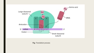 Fig :Translation process
 