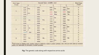 Fig: The genetic code along with respective amino acids
 