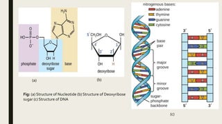 Fig: (a) Structure of Nucleotide (b) Structure of Deoxyribose
sugar (c) Structure of DNA
(a) (b)
(c)
 