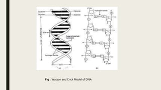 Fig : Watson and Crick Model of DNA
 