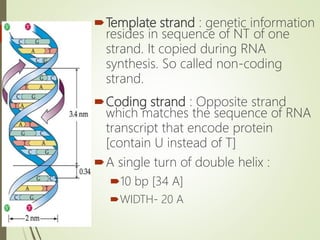 DNA & RNA | PPTX | Chemistry | Science