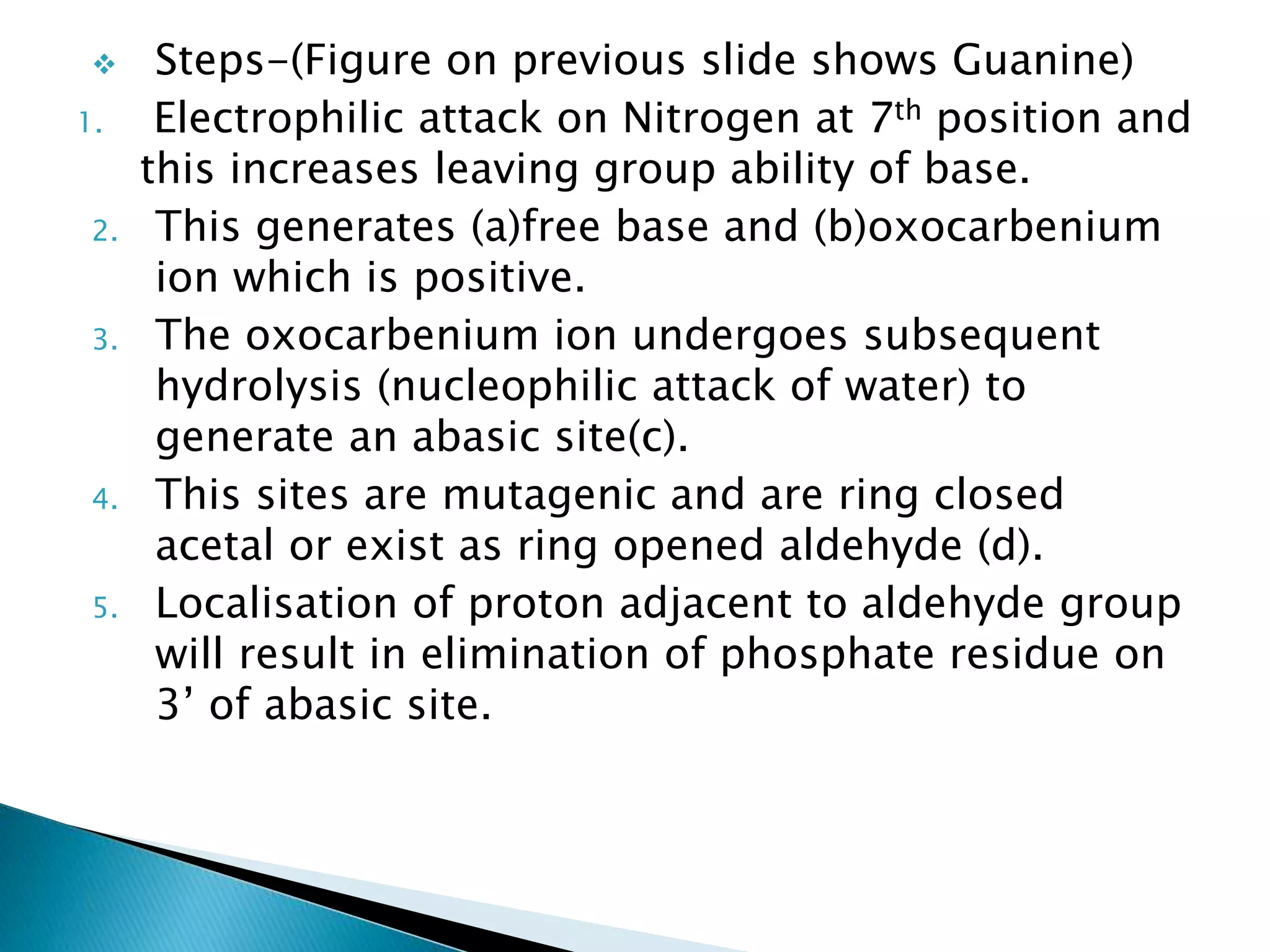  Steps-(Figure on previous slide shows Guanine)
1. Electrophilic attack on Nitrogen at 7th position and
this increases leaving group ability of base.
2. This generates (a)free base and (b)oxocarbenium
ion which is positive.
3. The oxocarbenium ion undergoes subsequent
hydrolysis (nucleophilic attack of water) to
generate an abasic site(c).
4. This sites are mutagenic and are ring closed
acetal or exist as ring opened aldehyde (d).
5. Localisation of proton adjacent to aldehyde group
will result in elimination of phosphate residue on
3’ of abasic site.
 