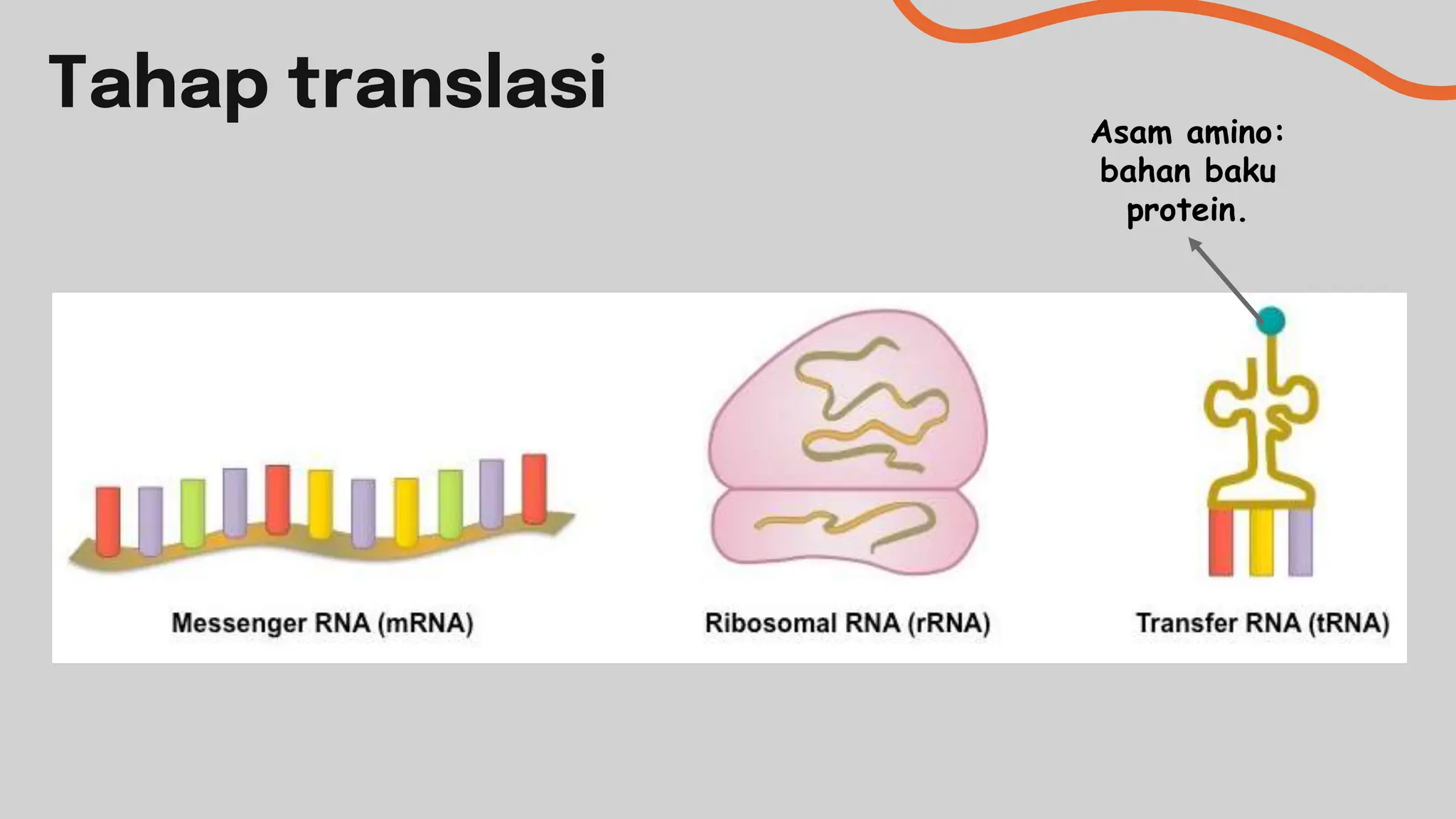 TEMAN DNA,RNA, DAN SINTESIS PROTEIN.pptx