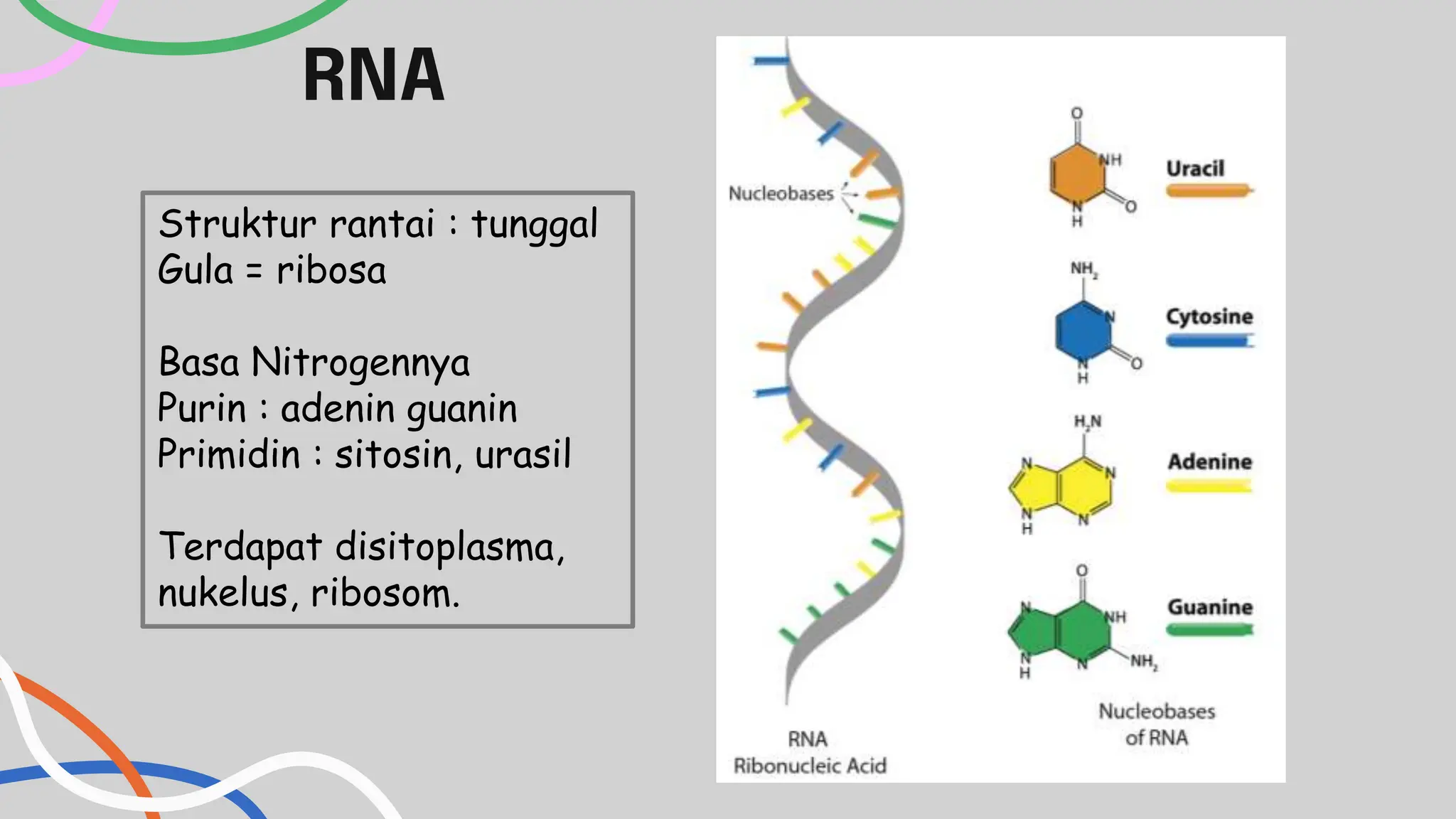 TEMAN DNA,RNA, DAN SINTESIS PROTEIN.pptx