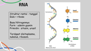 TEMAN DNA,RNA, DAN SINTESIS PROTEIN.pptx