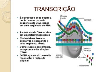 TRANSCRIÇÃO
   É o processo onde ocorre a
    cópia de uma parte da
    seqüencia de DNA (gene)
    em uma seqüencia de RNA

 A molécula de DNA se abre
  em um determinado ponto
 Nucleotídeos livres na
  célula vão se pareando a
  esse segmento aberto
 Completado o pareamento,
  esta pronta a fita simples
  (RNA)
 O DNA que serviu de molde
  reconstituí a molécula
  original
 